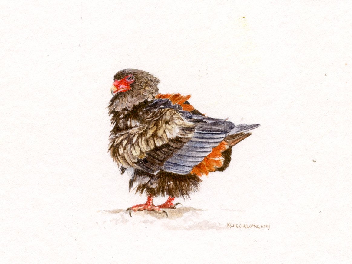 Karyn Wiggill - Fluffed